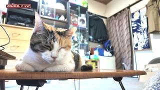 三毛猫フミちゃん　 LIVE配信　2026年8月6日　calico cat　(LIVE stream)