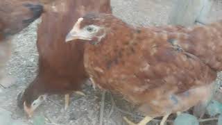 Galinhas Poedeiras Embrapa 051 - Criação de Galinhas Poedeiras - ( Parte 9 )