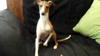 Polite Italian Greyhound
