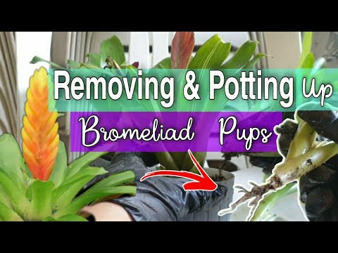 Bromeliads Propagation: Removing & Potting Up Bromeliad Pups