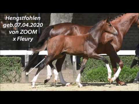 Hengstfohlen , geb 07 04 2020 von ZOOM x Fleury