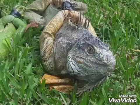 How to catch Iguanas? Hunting in South Florida