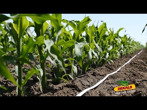 Šta su Ear fix i Ear flex hibridi kukuruza?