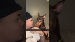 Handsome on the outside but goofy on the inside—that is the Doberman. #doberman #doglife #dogshorts