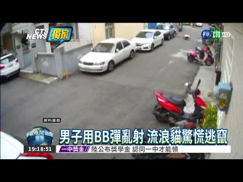 BB彈射貓曝光! 男控告po影片者