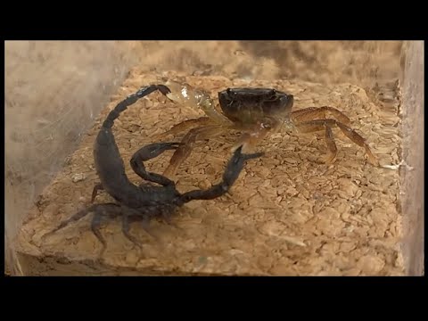 【異種格闘技】真の答えをここに見出す！第十二回ミドル級１６０制トーナメント１回戦A、B、Cブロック【小型中型種】