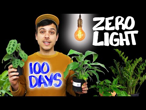 Testing Plants In ZERO LIGHT - Which Will Survive?