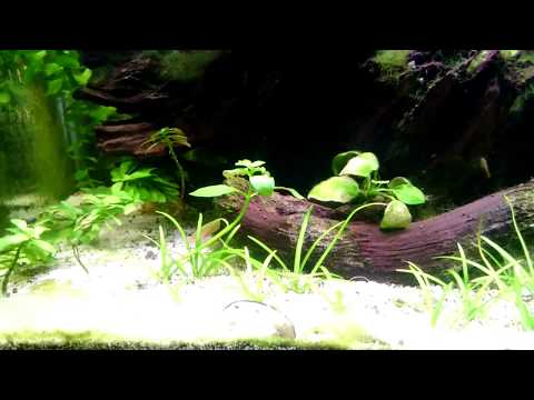 20 gallon planted tank  懶人水草生態缸 06042017