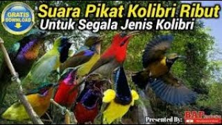 Download lagu suara pikat kolibri dan kombinasi kutilang ribut~ampuh mp3