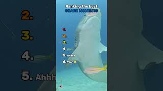Ranking the best SHARK MOMENTS