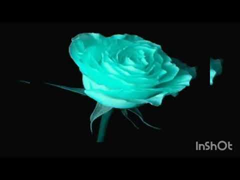 anak kampung - one nation emcees ft jimmy palikat (lirik)