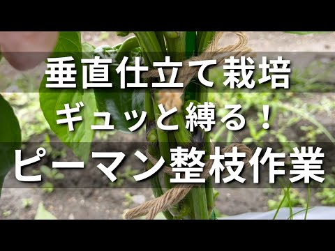 どの野菜を垂直菜園トマト品種栽培高さ