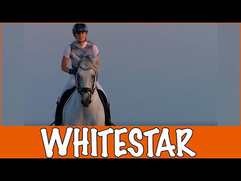WHITESTAR - TO THE STARS (Kimberly Fransens) | PaardenpraatTV