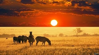 The Beauty of Africa  landscapes and wildlife
