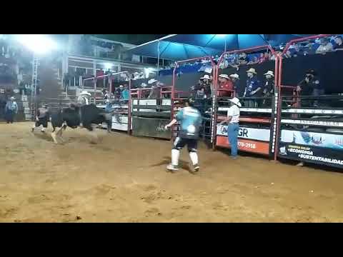 Touro Xodó do Patrão