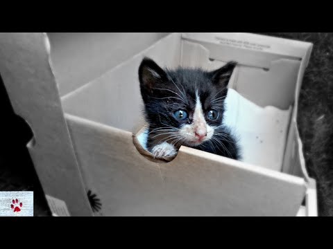 The lonely kitten in the cardboard box
