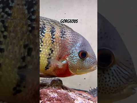 Discover the Rare Adult Tiger Severum Cichlid