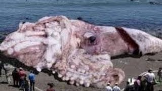 Searching For Sea Monsters ✪ Tube Therapy Documentary HD
