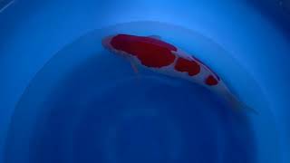 video van Kohaku KO-V23-1150