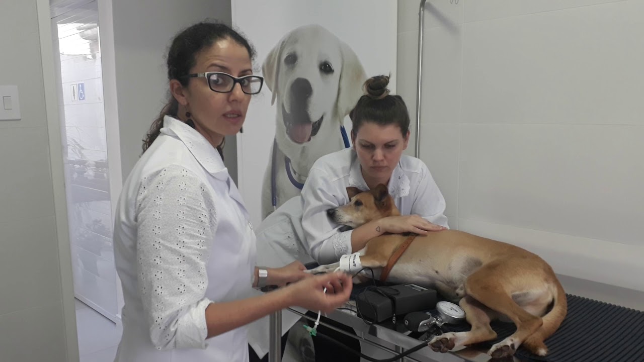 Aferição de pressão arterial em cães