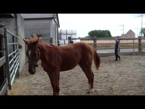 Cassidy S. VV. ( Born August 2015 ) Stallion