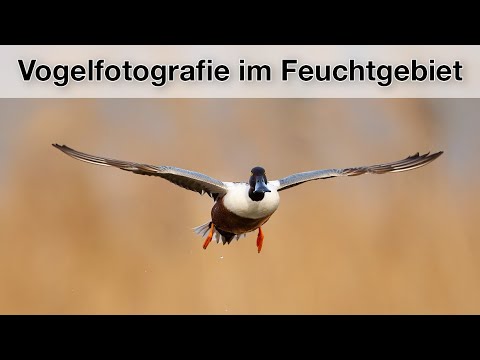 Bird photography - What you should NOT do in a nature reserve