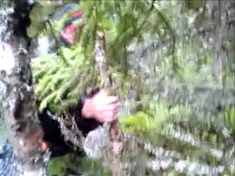 Dannes midsommarfiske!