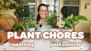 PLANT CHORES | finding spider mites & repotting new plants!