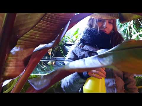 Blattlausplage - diese Hausmittel helfen | Blattläuse effizient und nachhaltig bekämpfen