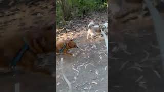 Video preview image #1 Chihuahua-Unknown Mix Puppy For Sale in Newport Beach, CA, USA