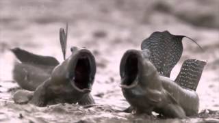 Mudskippers screaming fish! Wait for it