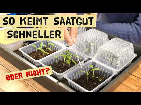 Saatgut-Keimung: Einweichen, Tee, Anritzen – Was bringt's?