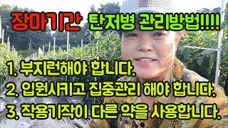 장마기간 탄저병 관리방법,,탄저병 예방 및 처리를 위한 3가지 방법!!! 고추 농사 잘 짓는법 들어보세요^^