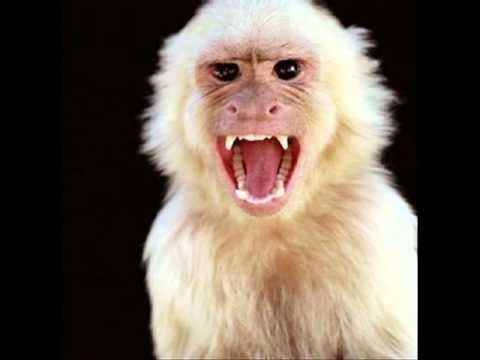 monkey feat arssura- imi amintesc