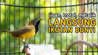 Download lagu Pancingan Sogon Agar Bunyi Langsung Emosi Cepat Gacor🔥 mp3