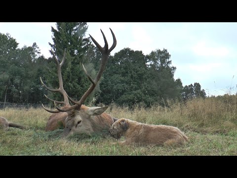 Erlegung im Erlenbruch - alter Hirsch liegt! Hirschbrunft in Polen - Pommern.