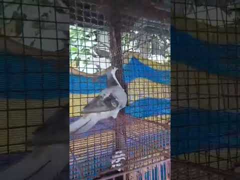 Homar pigeon Kabootar 💥6 Pieces Top Quality Saddle Homer  For Sale💥*