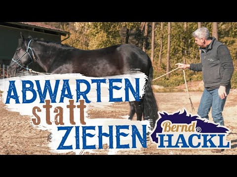 Abwarten statt ziehen | Bernd Hackl erklärt! 🐴