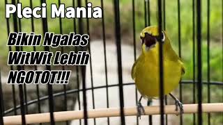 Download lagu Masteran Pleci Bikin Ngalas WitWit Lebih NGOTOT... mp3