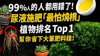 99%的人都用錯了！尿液施肥「最怕燒根」植物排名Top 1 幫你省下大筆肥料錢！