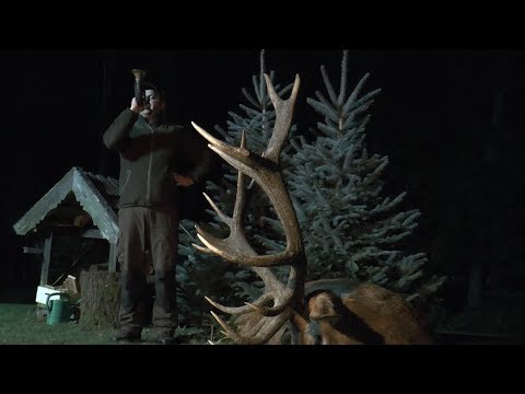 Der Platzhirsch am Mais! Hirschbrunft in der Johannisburger Heide