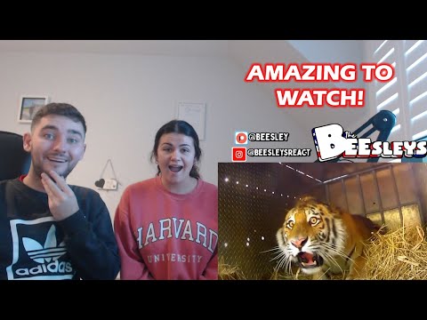 British Couple Reacts to Animals Being FREED For The First Time!