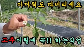 고추농사 고추어릴때 방아다리고추와 겹순을 따는작업