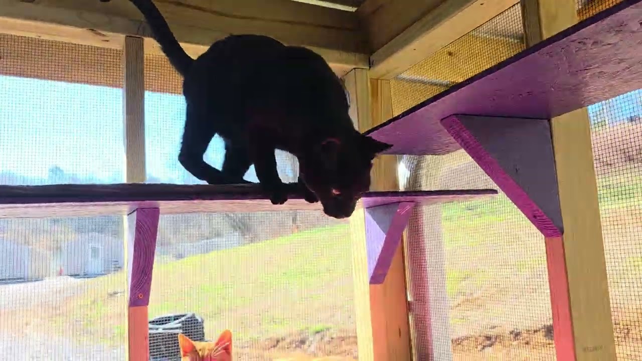 Toby, a Adoptable Domestic Short Hair in Blairsville, GA video 5/5