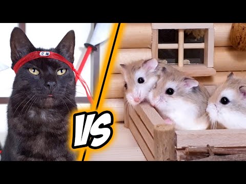 NINJA ROBOTS attack HAMSTERS - MAJOR HAMSTER vs SAMURAI CAT (1/3)