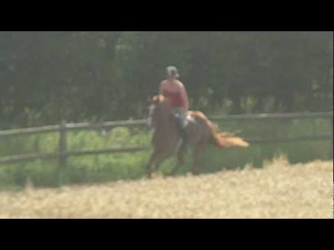 Orthon Galopp Rennbahn 15.07.2010 lang