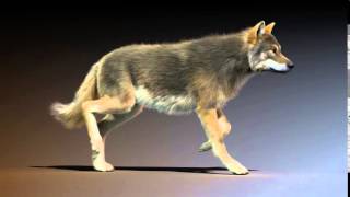 gray wolf run cycle animation