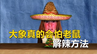 Re: [問卦] 大象到底怕不怕老鼠啊？