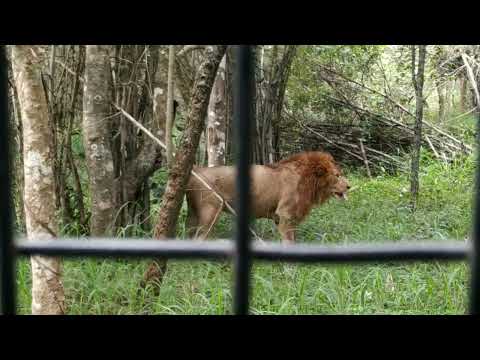 #Bannerghatta National Park in zoo in Bangalore #karnataka