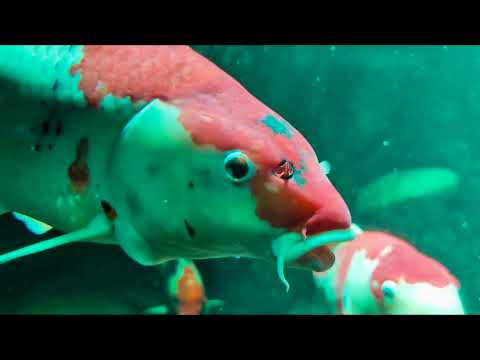 Abenteuer unter Wasser/Adventures under water